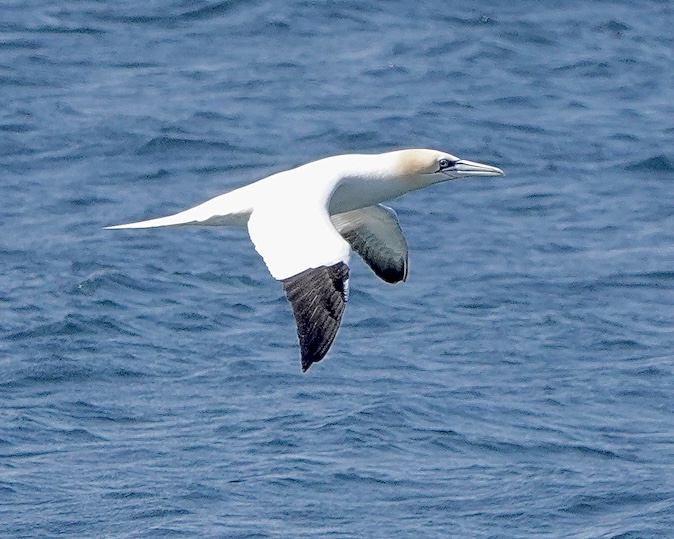 gannet